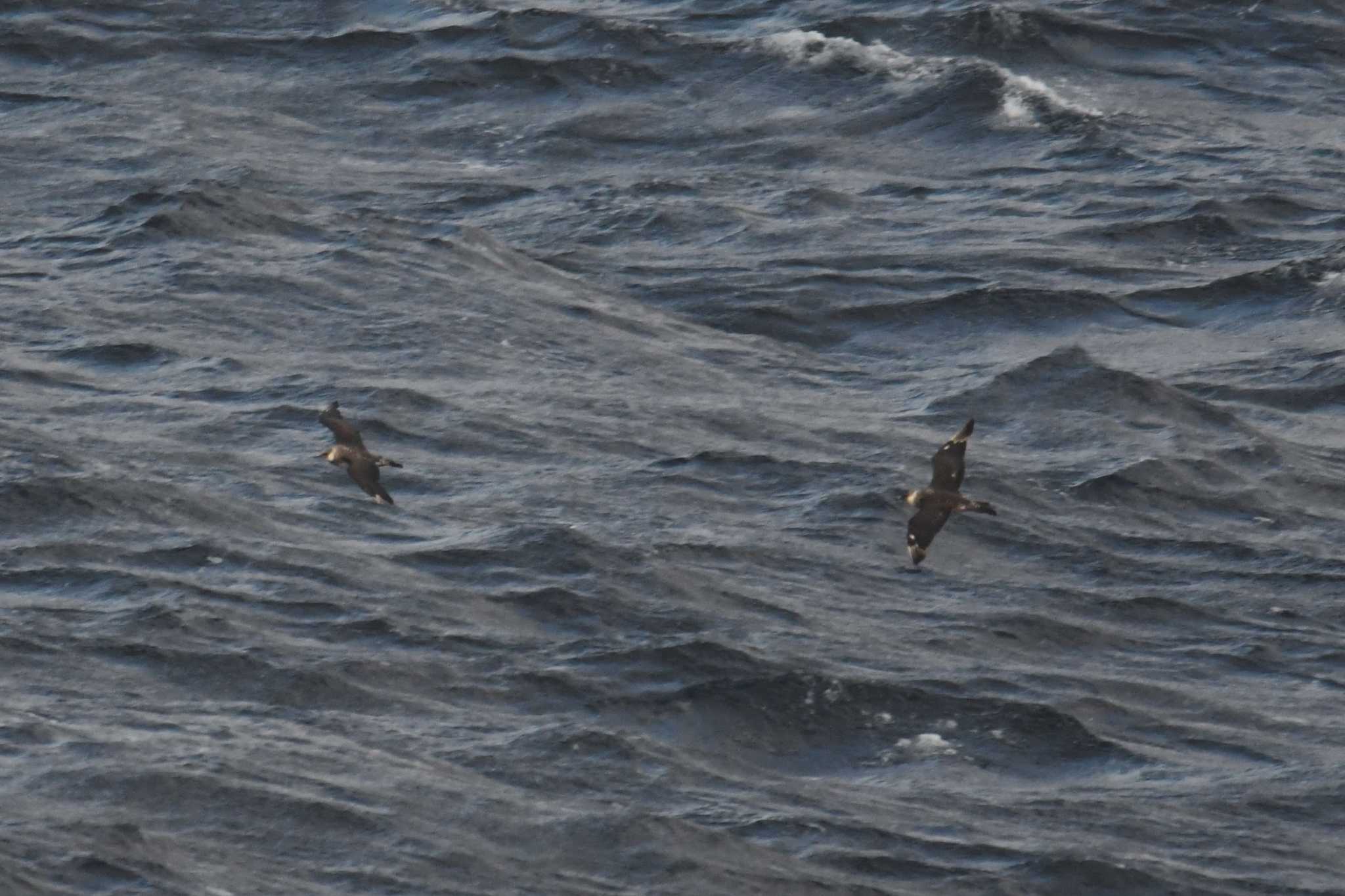 Photo of Pomarine Jaeger at 大洗-苫小牧航路 by あひる