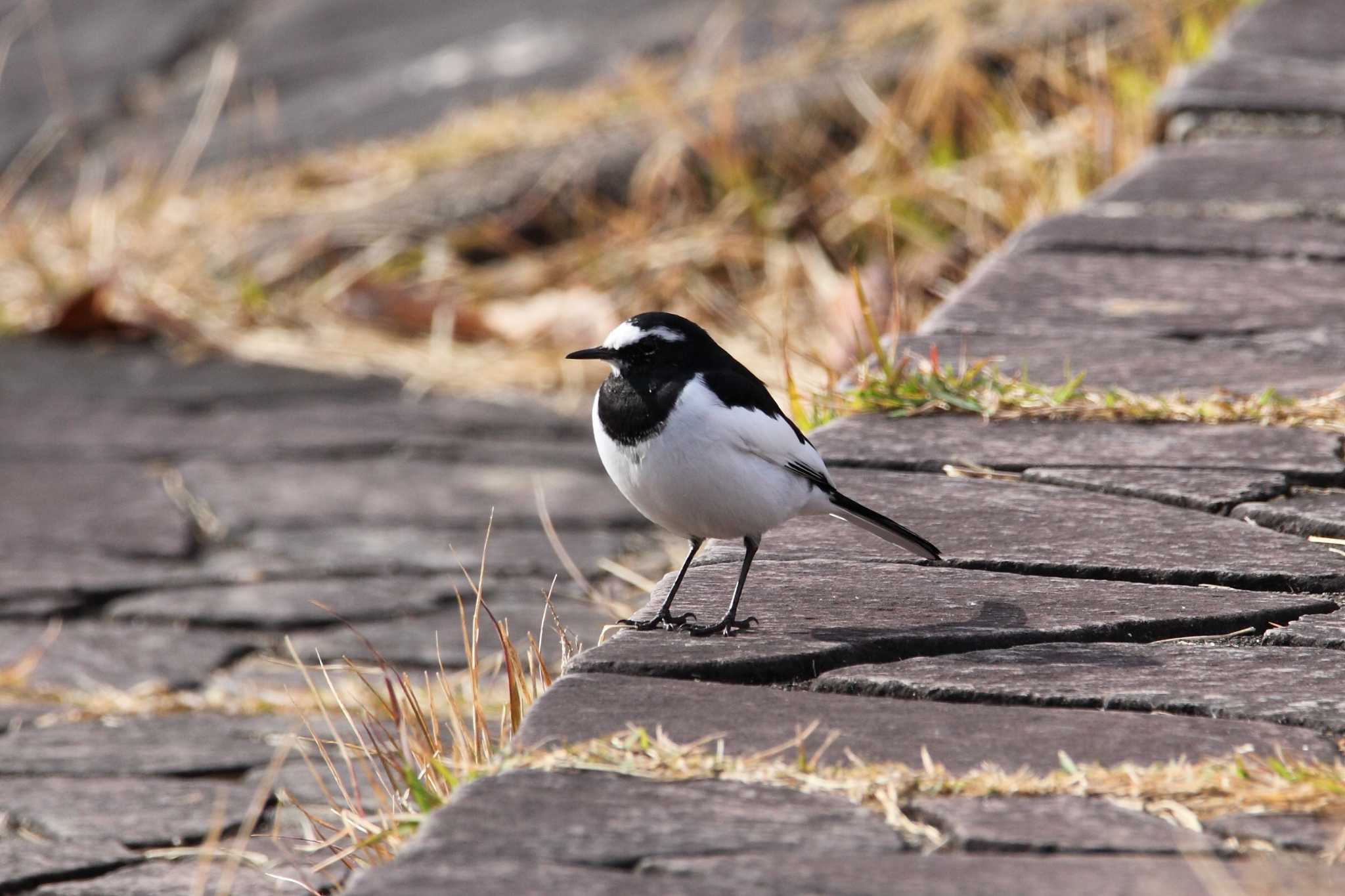 Photo of Japanese Wagtail at 福島県 by くまごろう