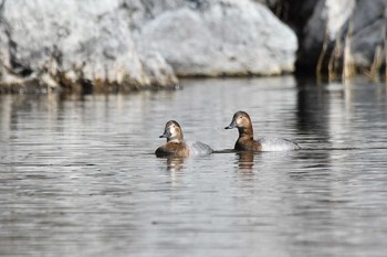 Common Pochard 西湖 Thu, 11/26/2020