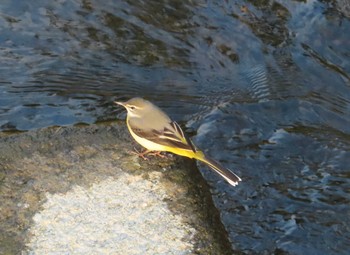 Grey Wagtail 境川(境橋付近) Fri, 11/27/2020