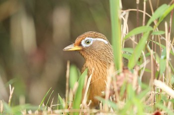 2020年11月26日(木) 三ツ池公園(横浜市鶴見区)の野鳥観察記録