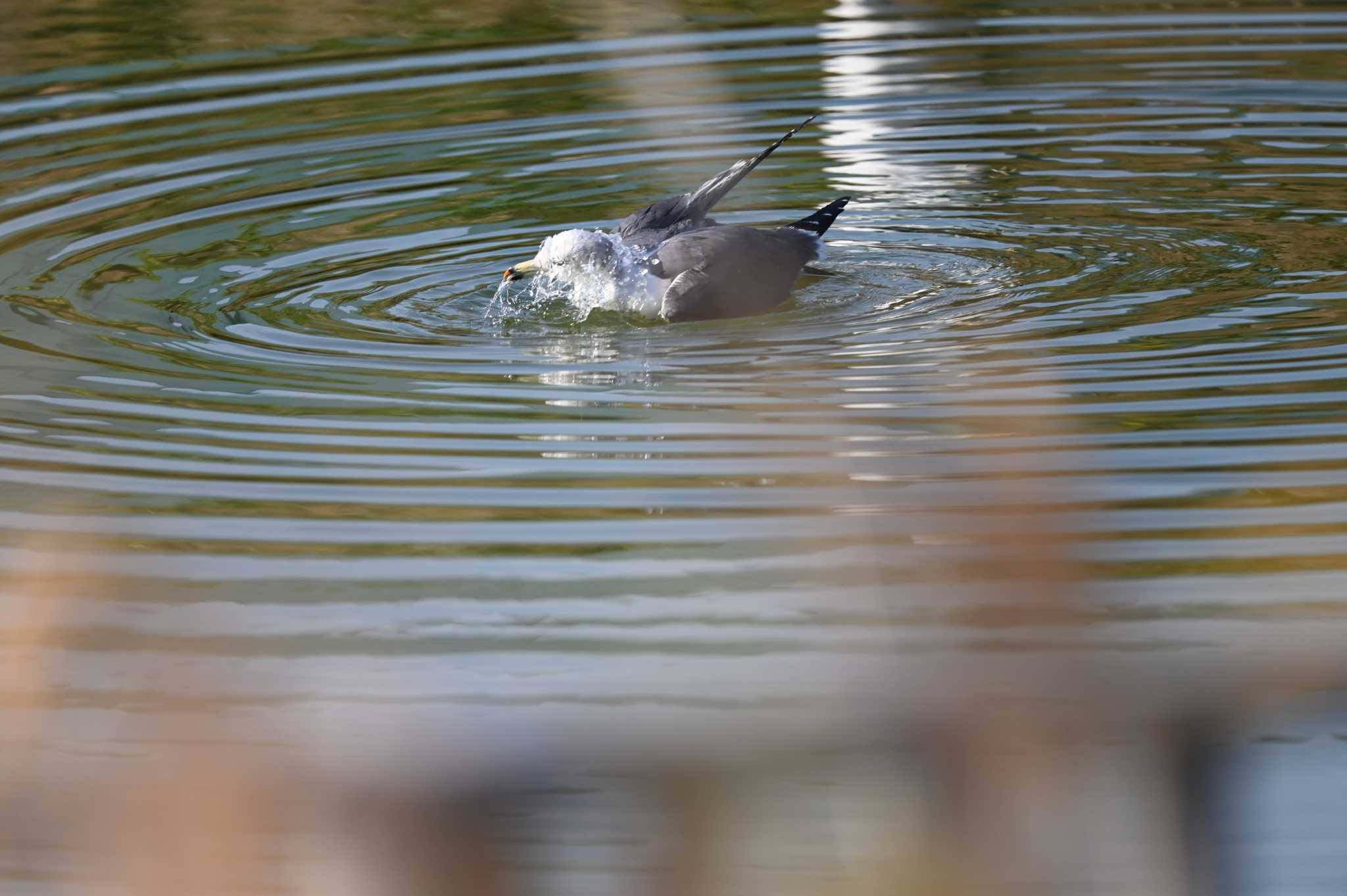 大黒ふ頭海釣り公園 ウミネコの写真 by Biker