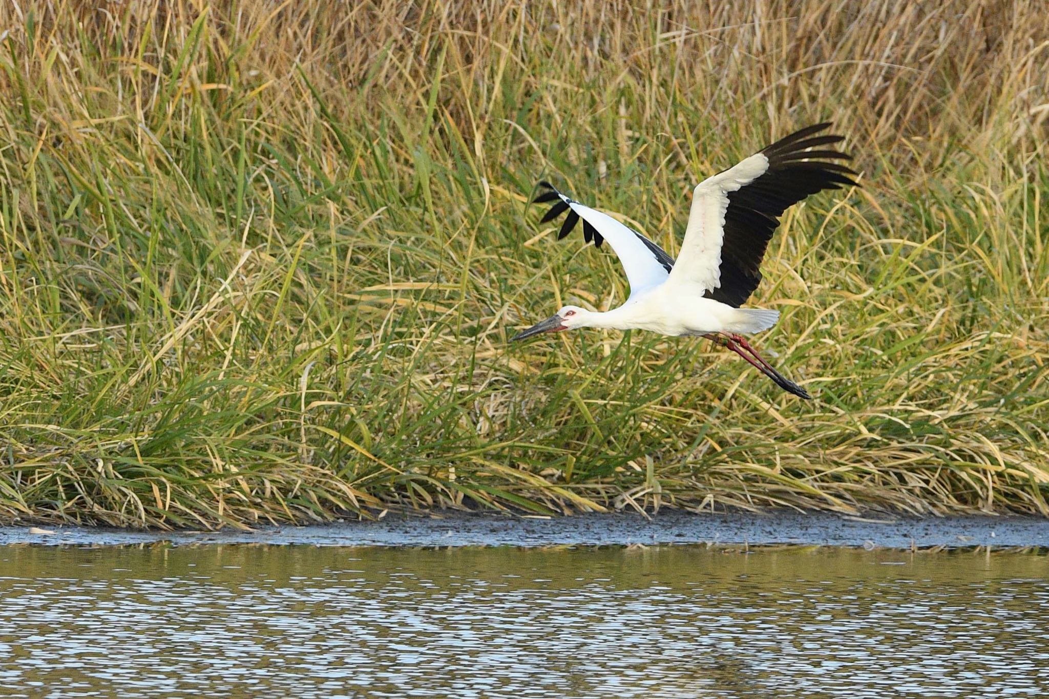 Photo of Oriental Stork at 多々良沼公園　ガバ沼 by 野鳥初心者