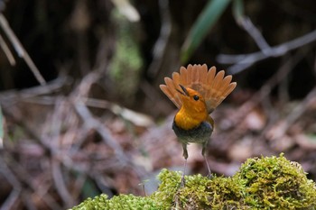 Japanese Robin 大台ケ原 Sat, 5/23/2015