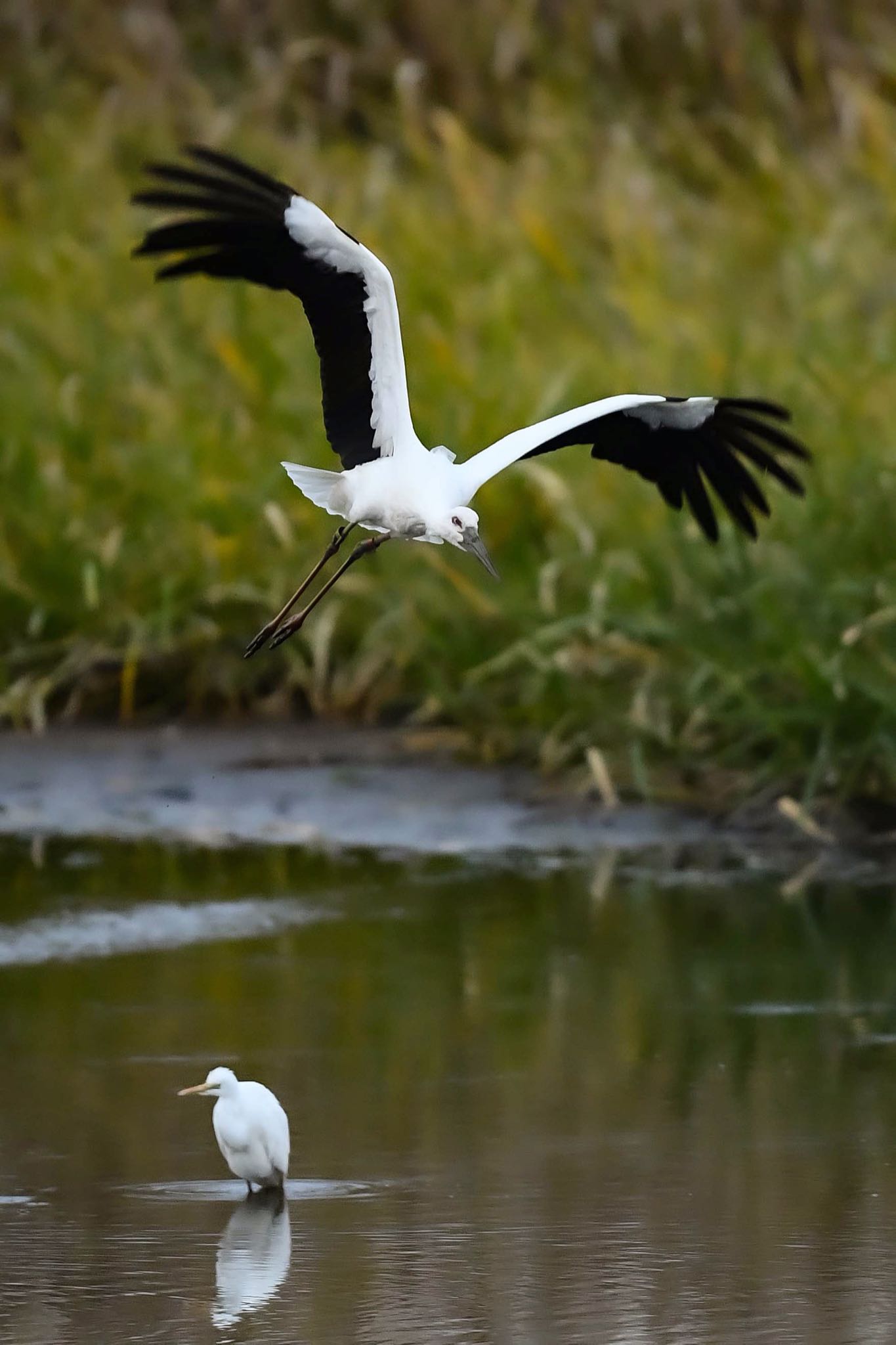 Untitled Photo by 野鳥初心者