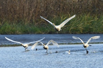 未同定 多々良沼公園　ガバ沼 2020年10月29日(木)