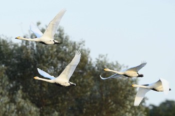 Unknown Species 多々良沼公園　ガバ沼 Thu, 10/29/2020