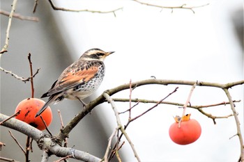 Dusky Thrush 鶴見川 Fri, 11/27/2020