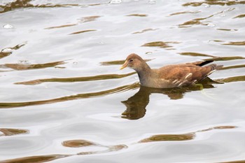 Common Moorhen 鶴見川 Fri, 11/27/2020