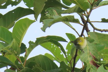 Indian White-eye Doi Pha Hom Pok National Park Wed, 11/18/2020