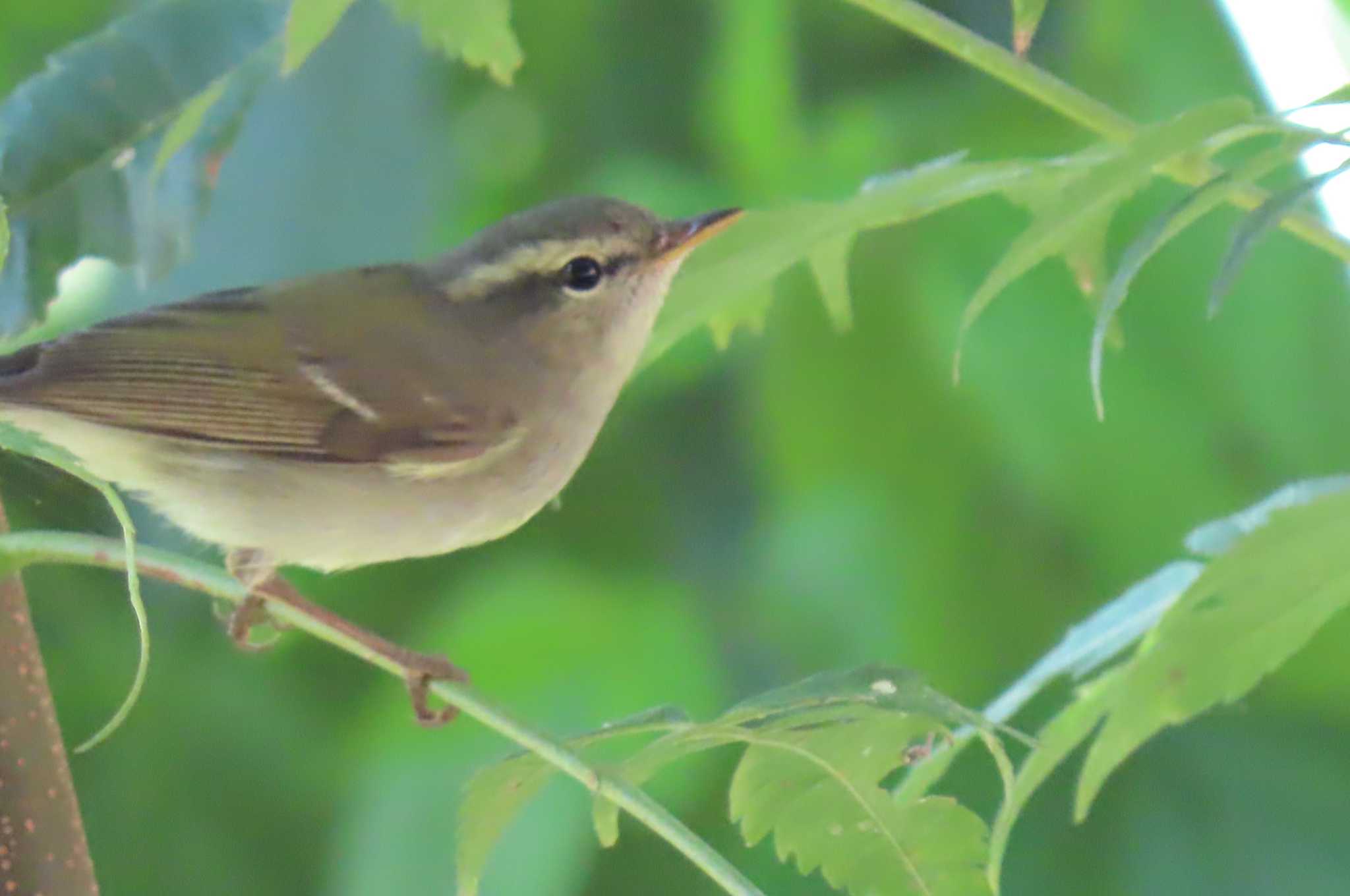 Photo of Two-barred Warbler at Doi Pha Hom Pok National Park by span265