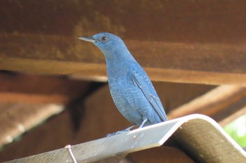 アオハライソヒヨドリ Doi Pha Hom Pok National Park Thu, 11/19/2020