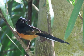 アカハラシキチョウ Doi Pha Hom Pok National Park 2020年11月19日(木)