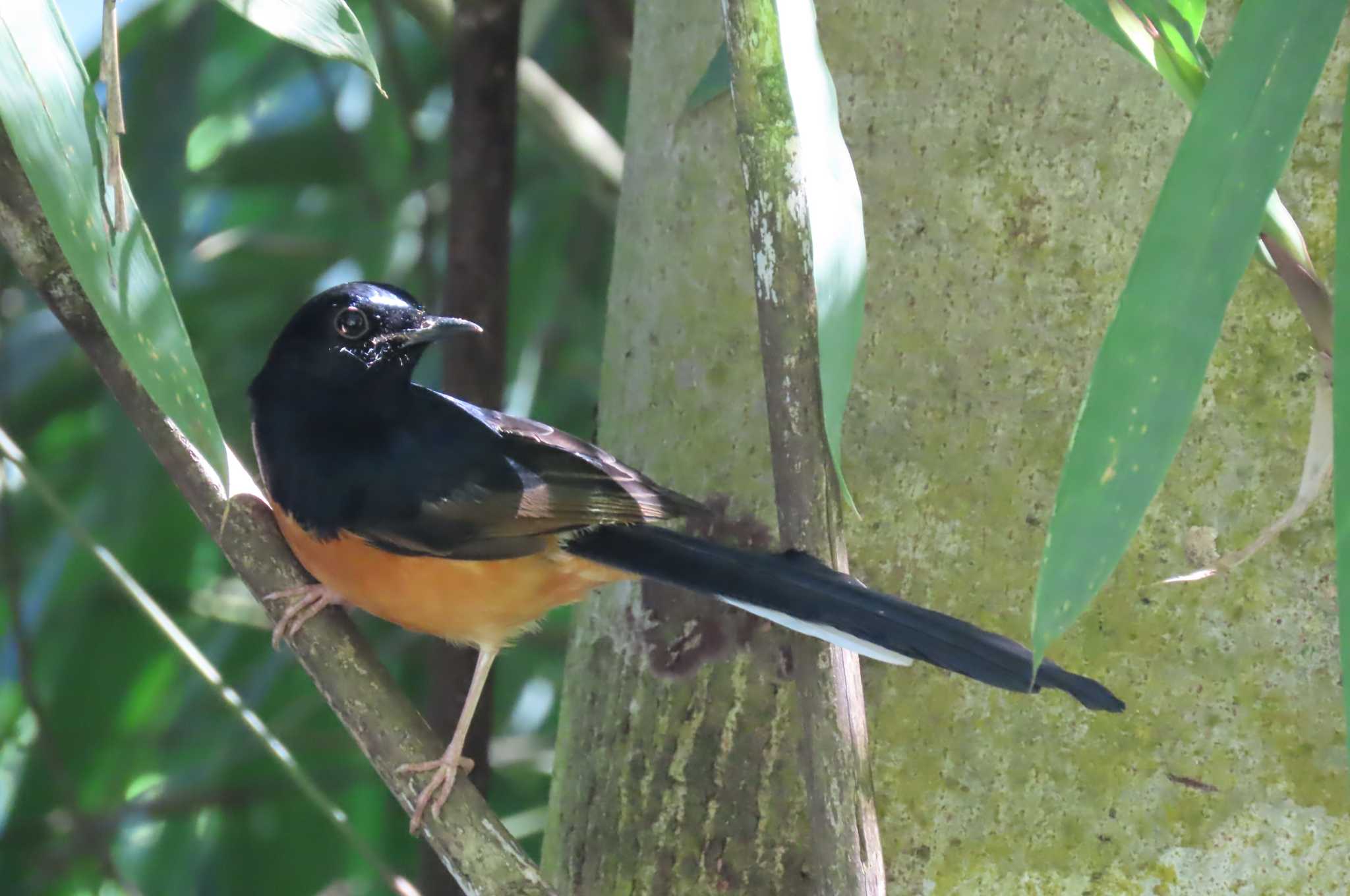 Photo of White-rumped Shama at Doi Pha Hom Pok National Park by span265