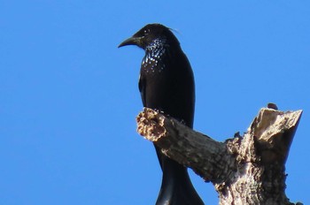 カンムリオウチュウ Doi Pha Hom Pok National Park 2020年11月19日(木)