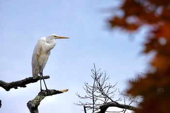 ダイサギ ポロト湖(ポロトの森) 2020年11月2日(月)