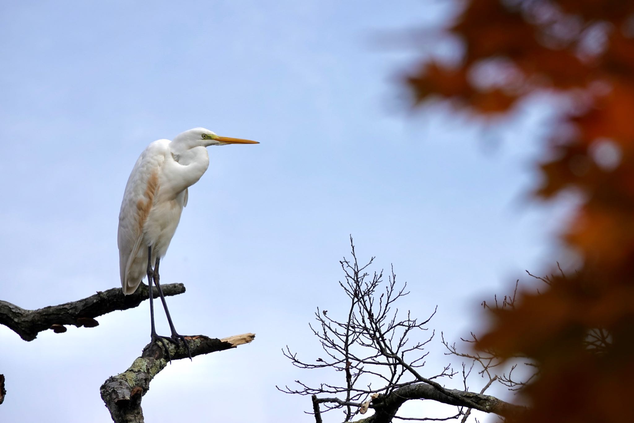 ポロト湖(ポロトの森) ダイサギの写真 by のどか