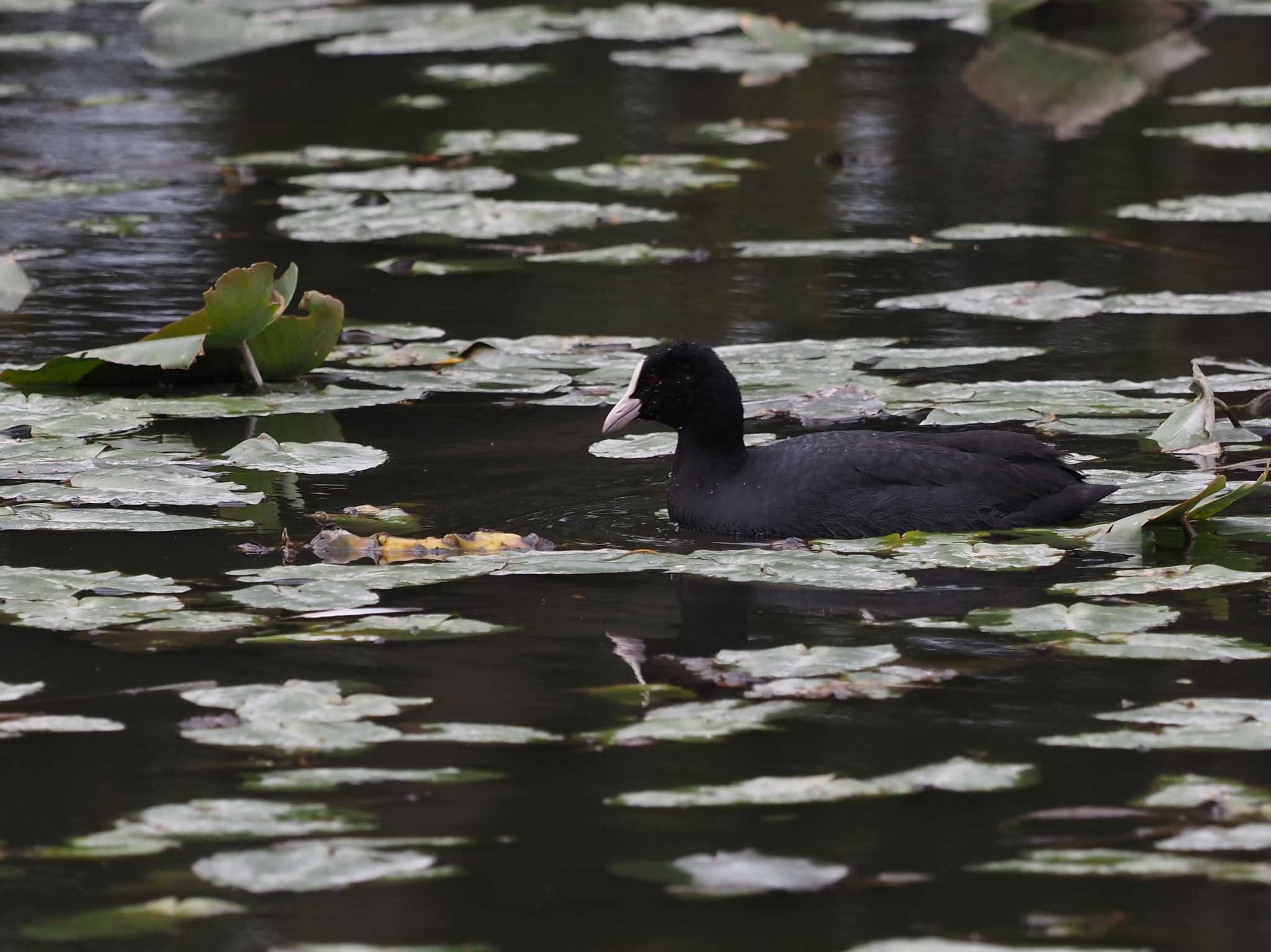 水元公園 オオバンの写真 by シロチ