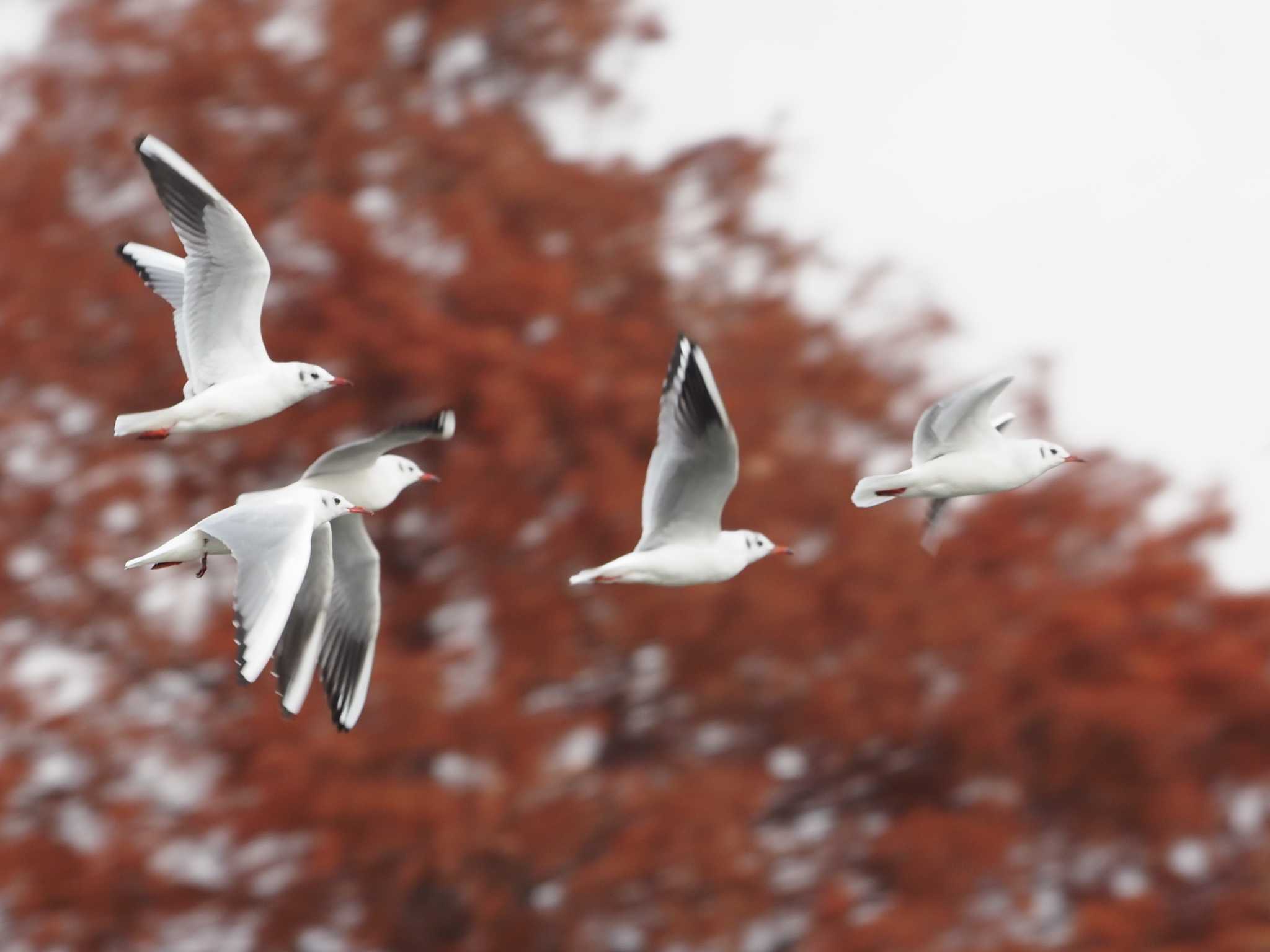 水元公園 ユリカモメの写真 by シロチ