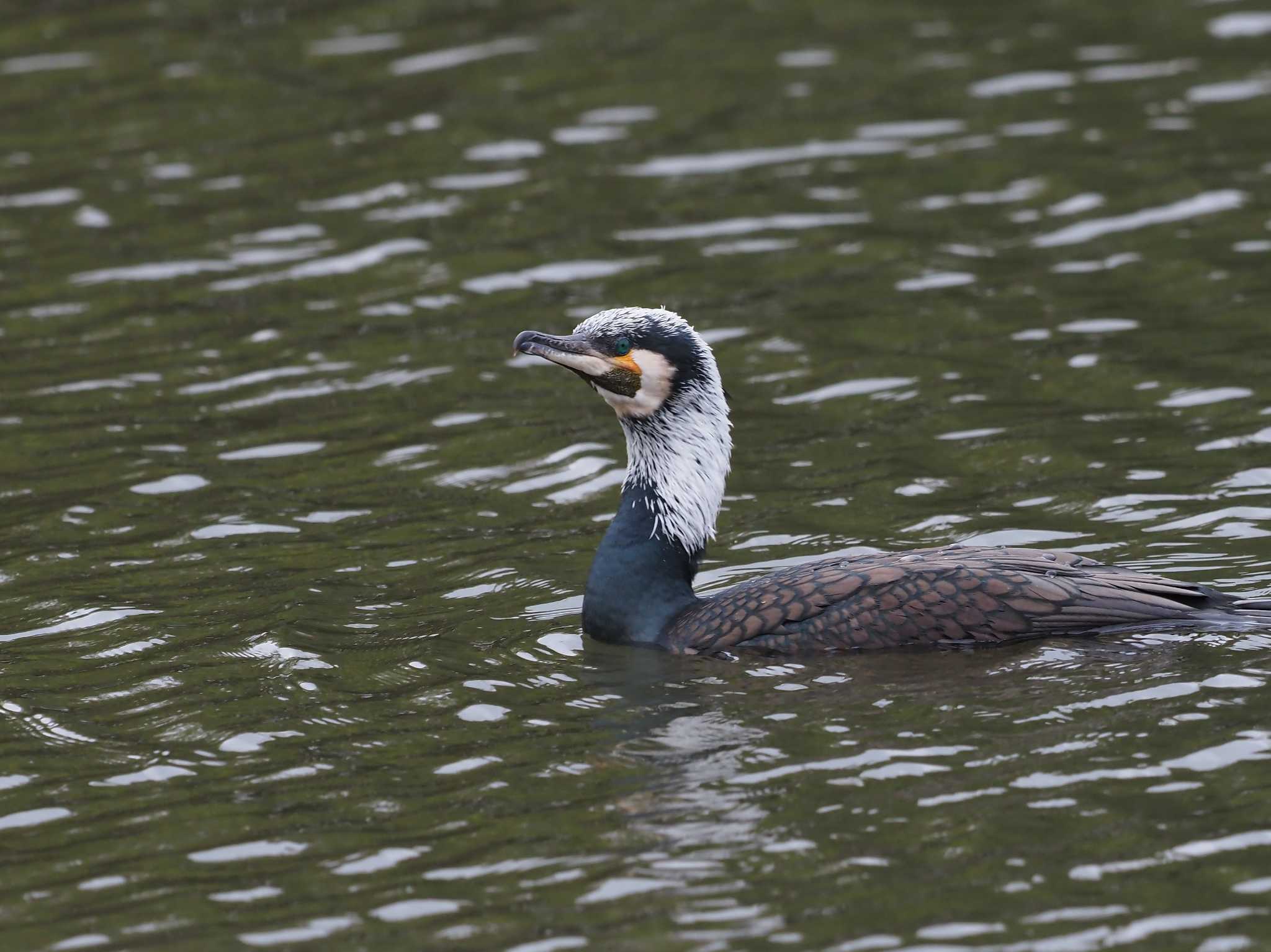 水元公園 カワウの写真 by シロチ