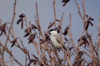 Marsh Tit Lake Utonai Sat, 11/21/2020