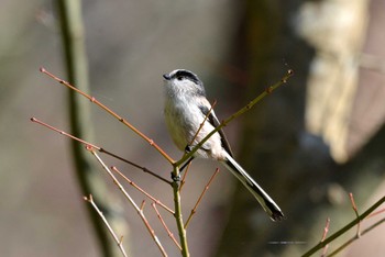 2020年11月27日(金) 三河湖園地の野鳥観察記録