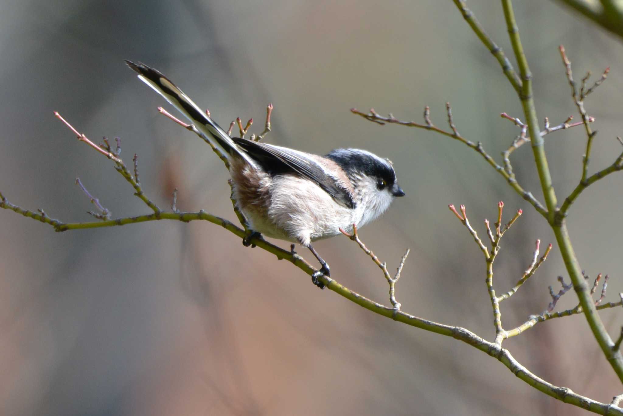 Long-tailed Tit