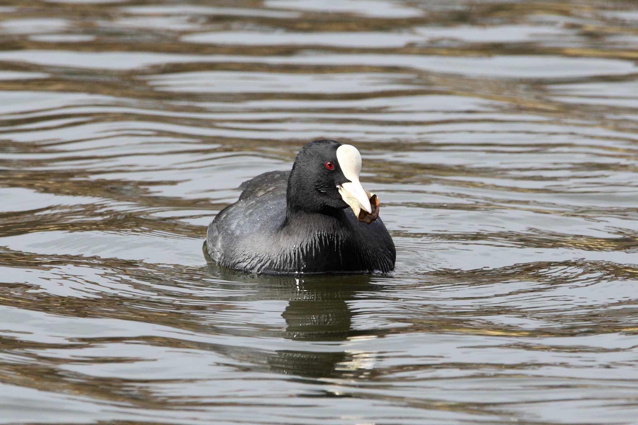 Photo of Eurasian Coot at 福島県 by くまごろう