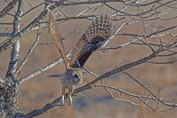 Ural Owl 野辺山高原 Fri, 1/1/2016