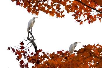 ダイサギ ポロト湖(ポロトの森) 2020年11月2日(月)