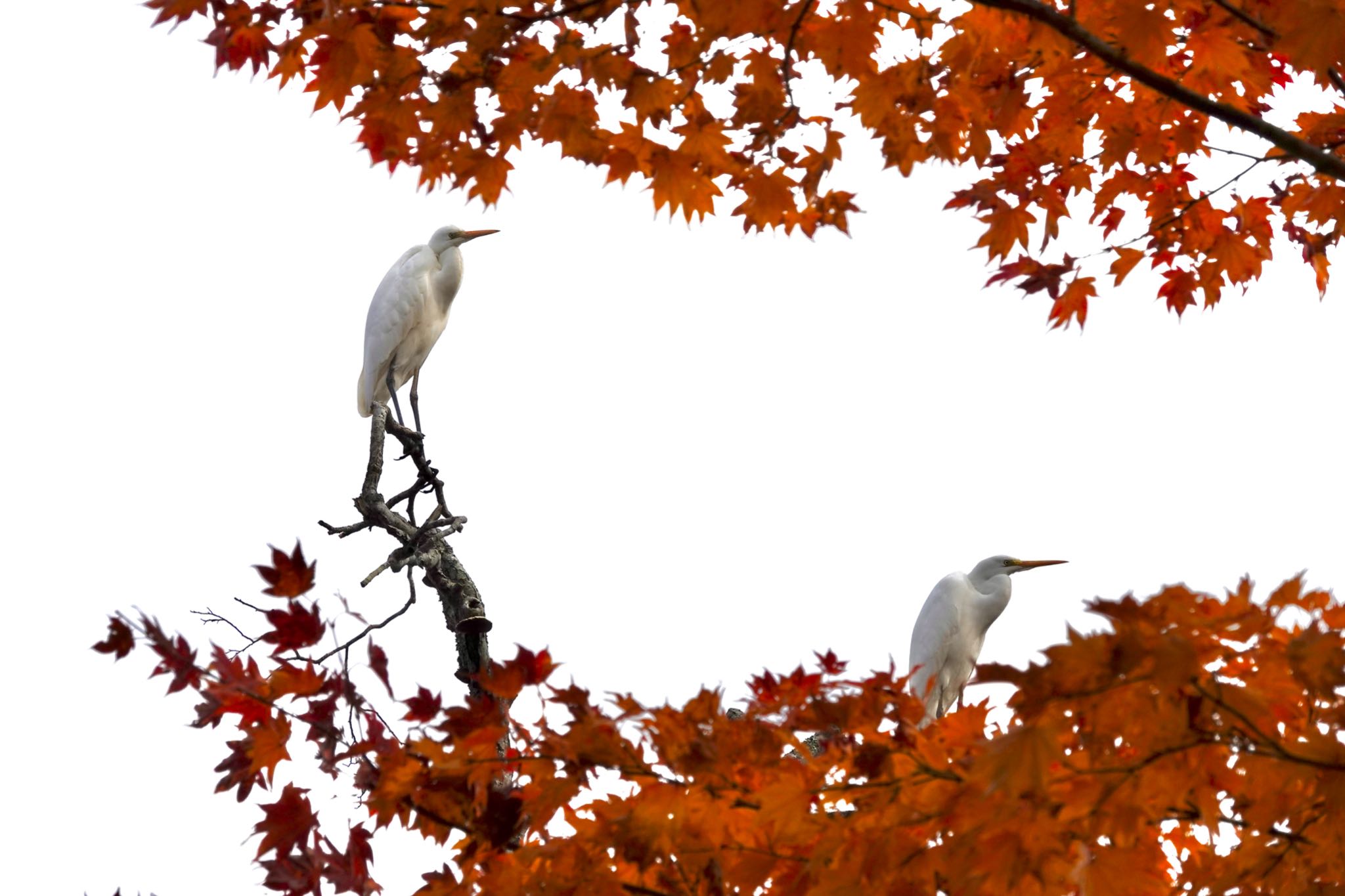 ポロト湖(ポロトの森) ダイサギの写真 by のどか