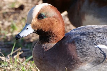 Eurasian Wigeon 日の出三番瀬沿い緑道 Mon, 11/23/2020