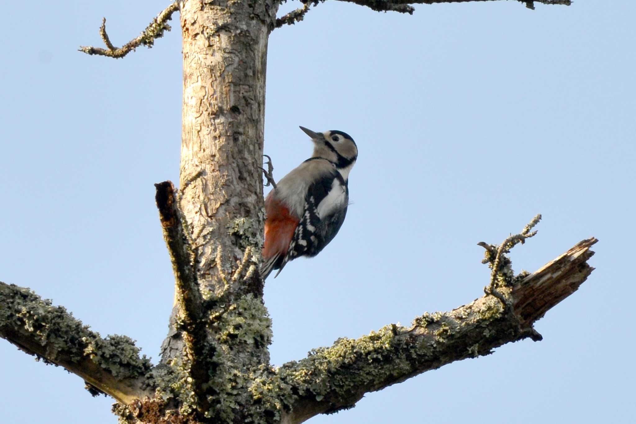 Photo of Great Spotted Woodpecker at 三河湖園地 by ポッちゃんのパパ
