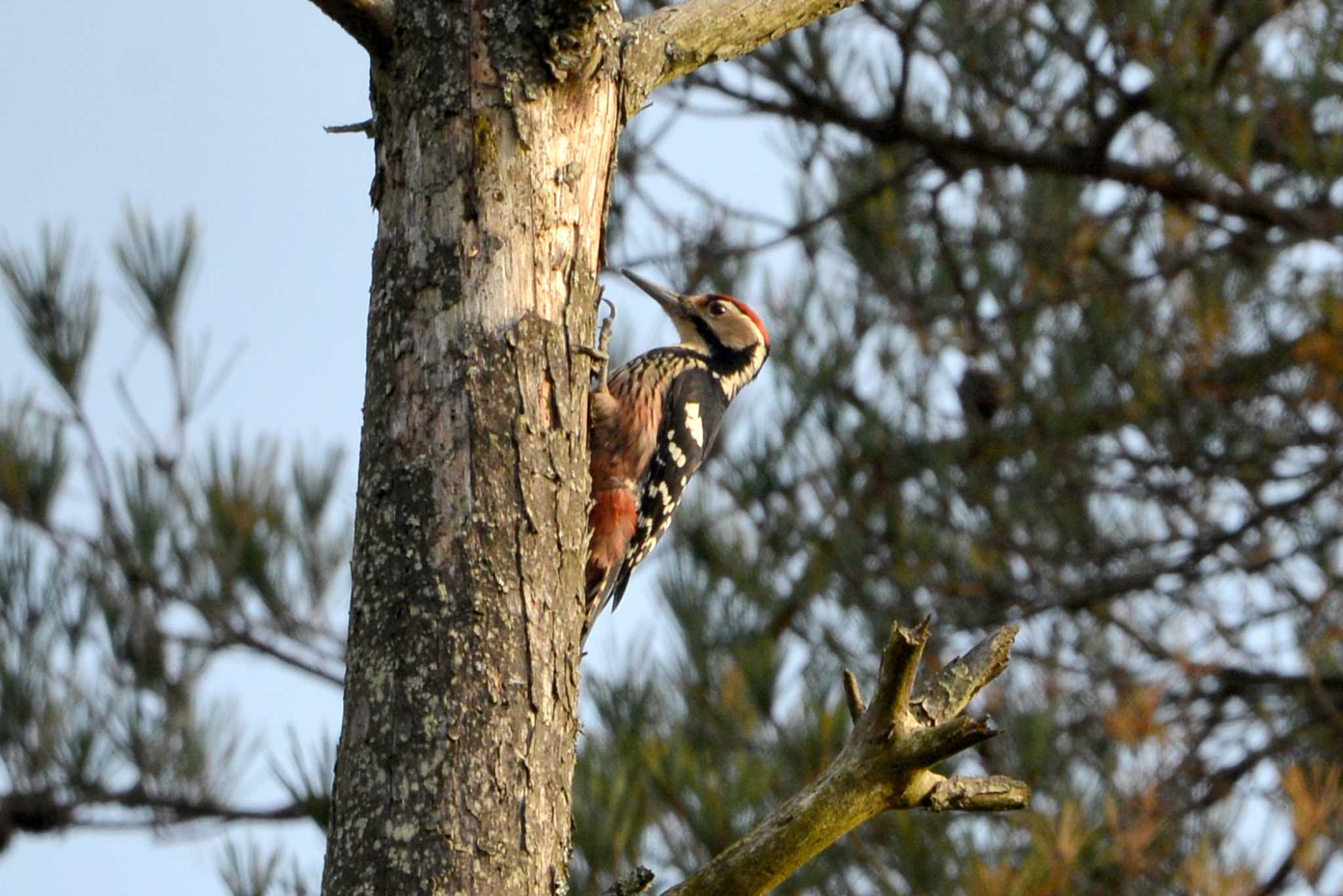 White-backed Woodpecker