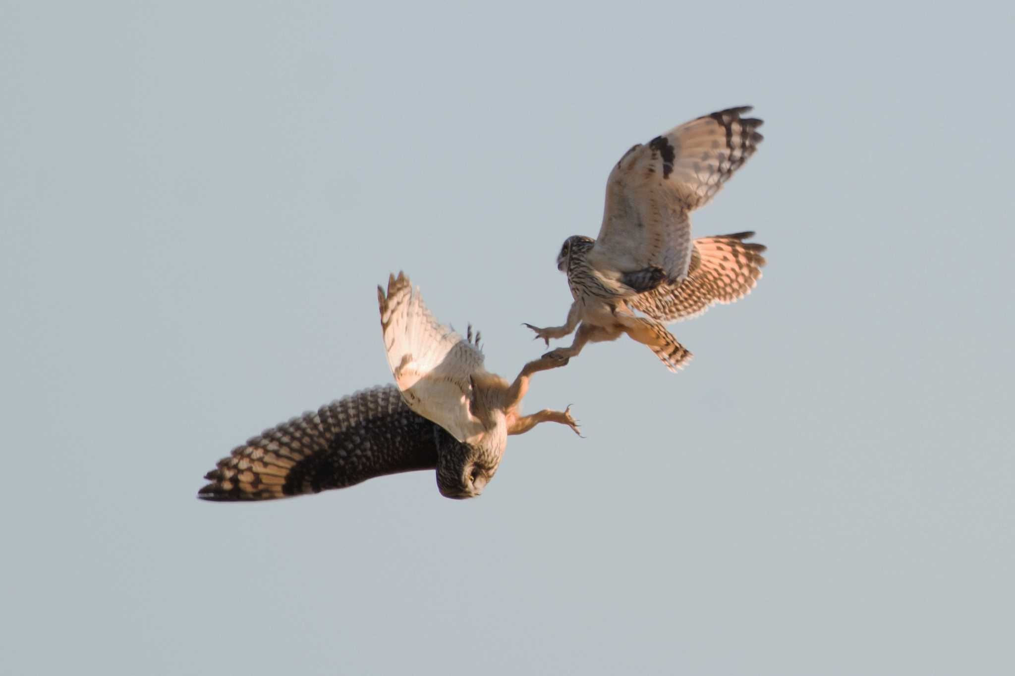 淀川河川敷 コミミズクの写真