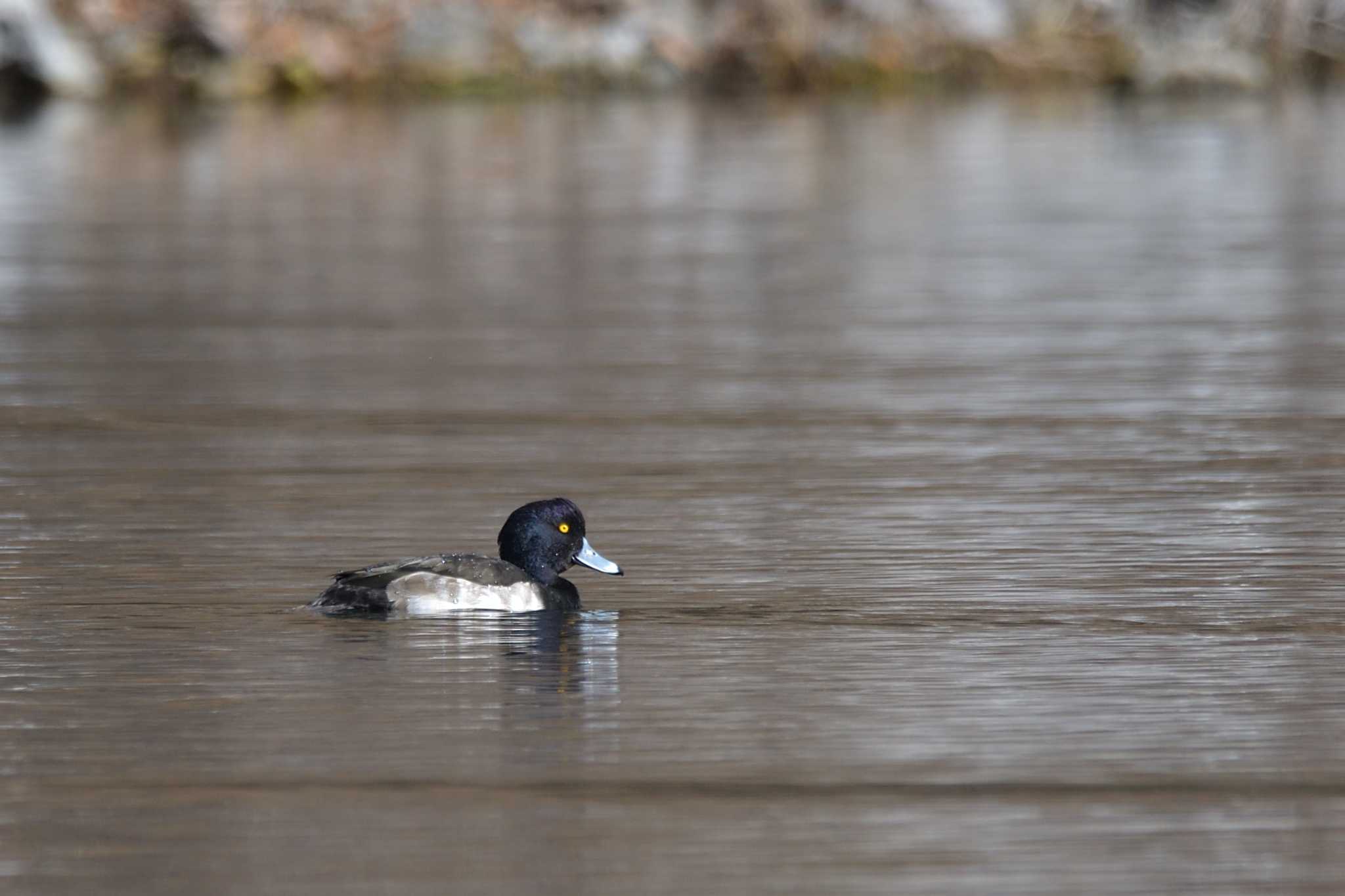 Photo of Tufted Duck at 西湖 by Tosh@Bird