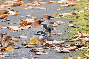 Mon, 11/2/2020 Birding report at ポロト湖(ポロトの森)