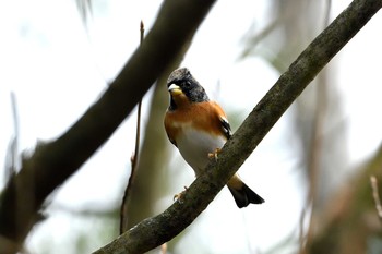 Brambling Unknown Spots Fri, 11/27/2020