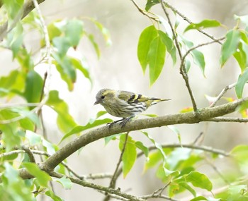 Eurasian Siskin Unknown Spots Fri, 11/27/2020