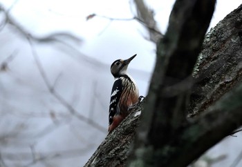 White-backed Woodpecker Unknown Spots Fri, 11/27/2020