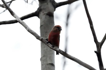 Red Crossbill Unknown Spots Fri, 11/27/2020