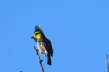 セボシカンムリガラ Doi Angkhang, Chiang Mai 2020年11月20日(金)