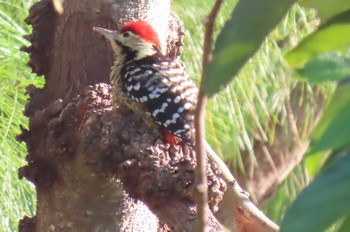 ムナホシアカゲラ Doi Angkhang, Chiang Mai 2020年11月20日(金)