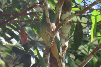 アオムネハチクイ Doi Angkhang, Chiang Mai 2020年11月20日(金)