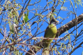 カンムリカヤノボリ Doi Angkhang, Chiang Mai 2020年11月20日(金)