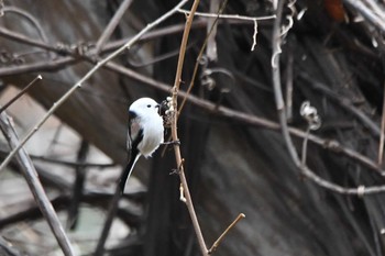 Long-tailed tit(japonicus) Asahiyama Memorial Park Sat, 11/28/2020