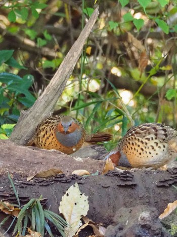 2020年11月28日(土) 多磨霊園の野鳥観察記録