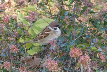 Eurasian Tree Sparrow Ukima Park Sat, 11/28/2020