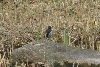 Japanese Wagtail Ukima Park Sat, 11/28/2020