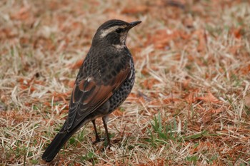 Dusky Thrush 七北田公園 Sat, 11/28/2020